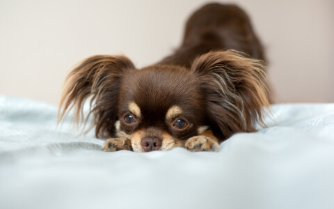 かわいい犬